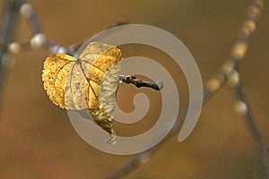 Solitary Curled Leaf on Bare Branches with a Golden Hue High Saturation of Color