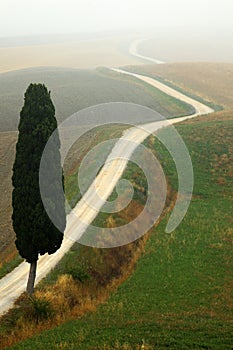 Solitary cypress tree with gravel rad in morning fog, Tuscany, Italy