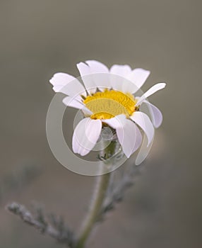 Solitary Daisy with Delicate White Petals