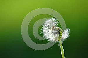 Solitary dandelion