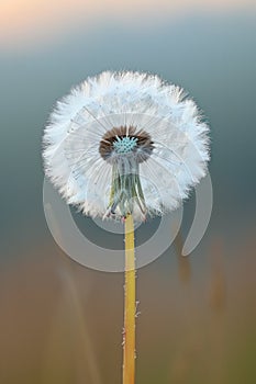 A solitary dandelion seed head ready to disperse its fluffy parachutes