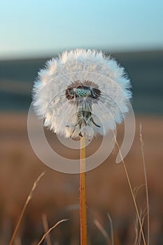 A solitary dandelion seed head ready to disperse its fluffy parachutes