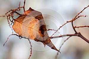 Solitary dead leaf