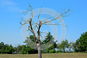 Solitary dead old tree