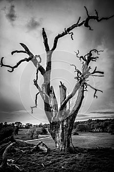 Solitary dead tree in Black and White