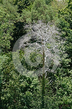 A solitary dead tree or dry tree among green foliage of a deciduous forest.