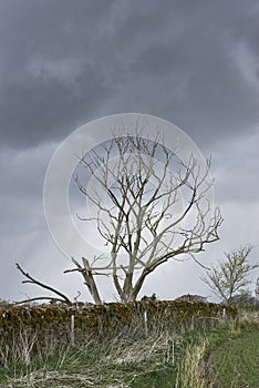 A Solitary Dead Tree in the foreground as Storm Clouds gather one Spring Day.