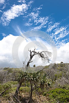 Solitary dead tree, Fraser Island, Australia