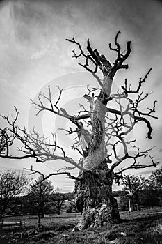 Solitary dead tree in a landscape  black and white