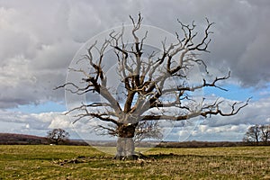 Solitary dead tree on a wide field in South England