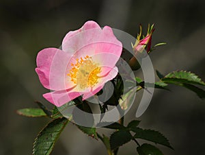 Solitary Dog rose - Rosa canina in bloom. Sintra, Portugal.