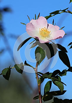 Solitary Dog rose - Rosa canina in bloom. Sintra, Portugal.