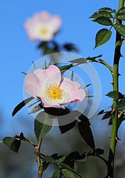 Solitary Dog rose - Rosa canina in bloom. Sintra, Portugal.