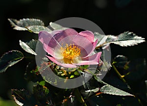 Solitary Dog rose - Rosa canina in bloom. Sintra, Portugal.