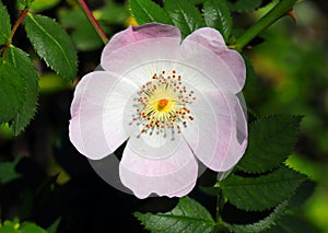 Solitary Dog rose - Rosa canina in bloom. Sintra, Portugal.