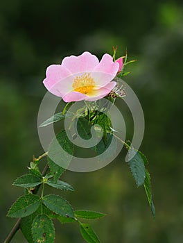 Solitary Dog rose - Rosa canina in bloom. Sintra, Portugal.