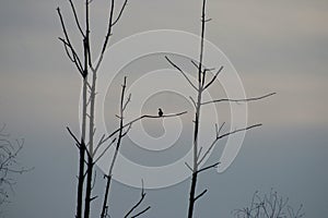 Solitary dove perches during sunset on a cloudy winter day Jenningsville Pennsylvania photo