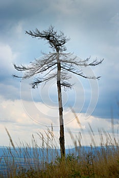 Solitary dried dead tree, Stone Mountains, Sudetes, Czech Republic.