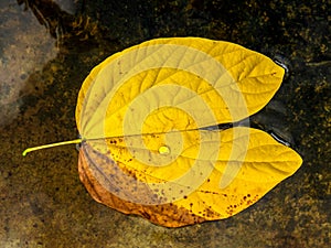 Solitary, dry and yellow tree leaf floating on water surface