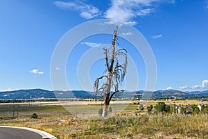 A solitary dying tree leans to the side on a hill overlooking the Spokane Valley and mountains in Liberty Lake Washington