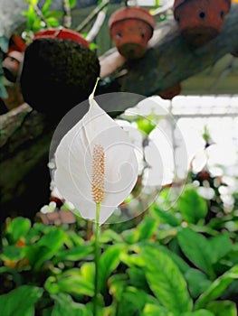 The Solitary Elegance Peace Lily Amidst Verdant Greens