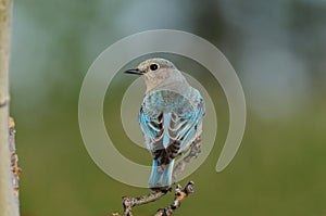 Solitary Female Mountain Bluebird perched