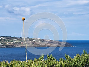 Solitary flower observes the landscape of pantelleria