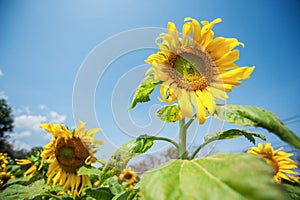 A solitary flower outstanding in a sunflower field.