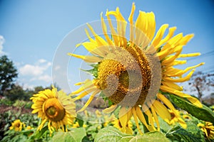 A solitary flower outstanding in a sunflower field.