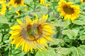 A solitary flower outstanding in a sunflower field.