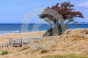 Solitary flowering pohutukawa tree on the beach, Mount Maunganui, New Zealand