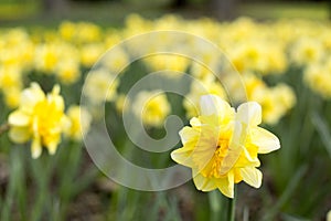 Solitary in focus daffodil against a daffodil background 