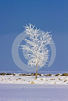 Solitary Frosted Tree