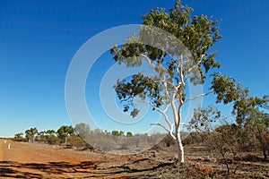 Ghost Gum tree in outback Queensland, Australia