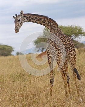 Solitary giraffe