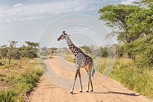 Solitary giraffe in Amboseli national park, Kenya.