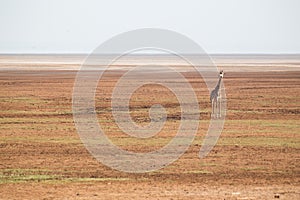 Solitary giraffe in Amboseli national park, Kenya.