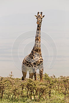 Solitary giraffe in Amboseli national park, Kenya.