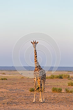 Solitary giraffe in Amboseli national park, Kenya.