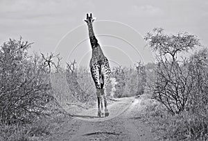 A solitary giraffe on a bush track