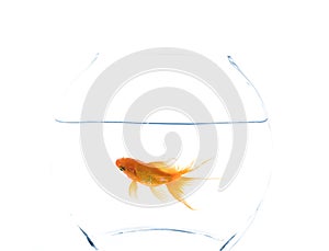 Solitary goldfish in a fishbowl