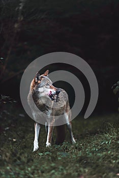 Solitary gray wolf Canis lupus in dark forest. North Rhine-Wes