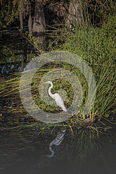 Portrait of a Great Egret in a Cypress Swamp