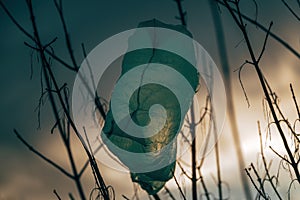 A solitary green bag hangs from a bare tree branch, a stark contrast against the cloudy winter sky