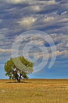 Solitary green tree against big sky in Colorado