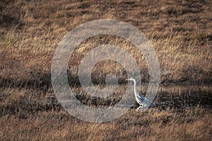 Solitary Grey Heron, Ardea cinerea
