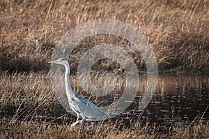 Solitary Grey Heron, Ardea cinerea