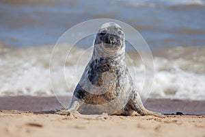 Solitary grey seal sitting up on the beach.