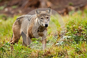 Solitary grey wolf wandering the mountains in summer and looking to camera