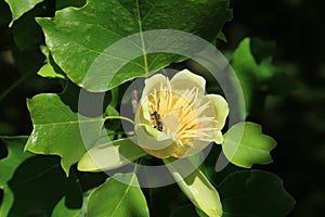 Liliodendron tulipifera photo